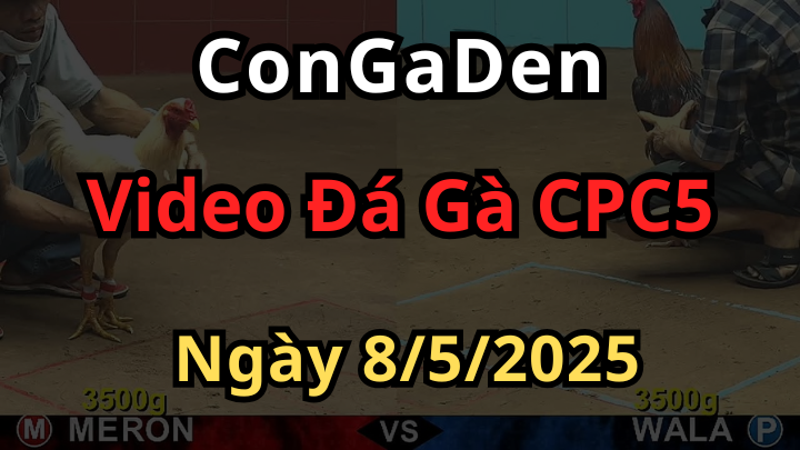 Video Đá Gà CPC5 Bồ An Giang ngày 8/5/2025