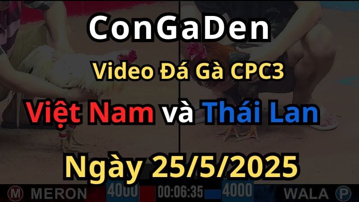 Full video Giao Lưu Đá Gà Việt - Thái cpc3 ngày 25/5/2025