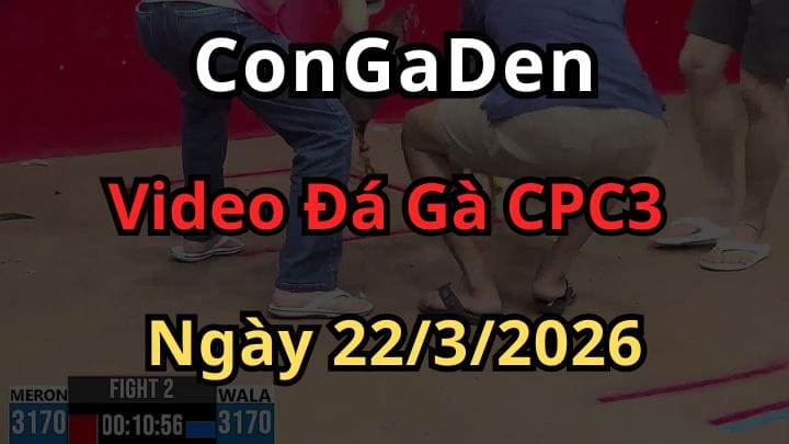 Video Đá Gà Trực Tiếp Giải CPC3 Hôm Nay 22/3/2026